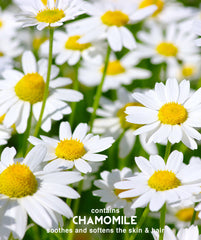 Surya Colour Fixation Organic Hair Mask 225g